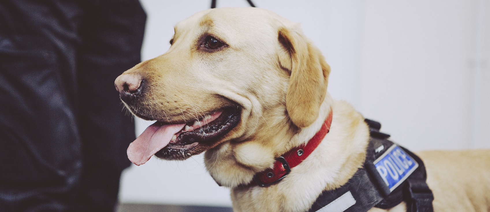 Police service dog
