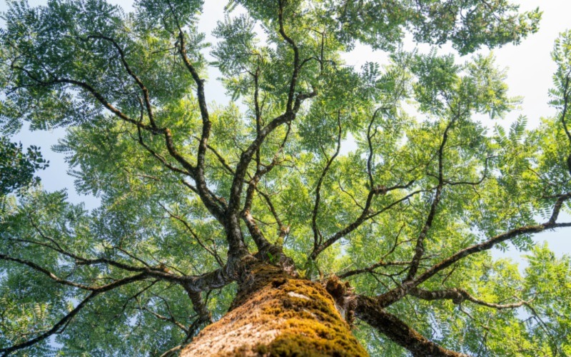 Tree - 800*500