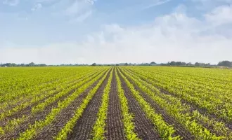Crops
